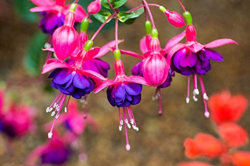 Pink Violet Fuchsia Hybrida Flower Seeds for Planting - Non GMO