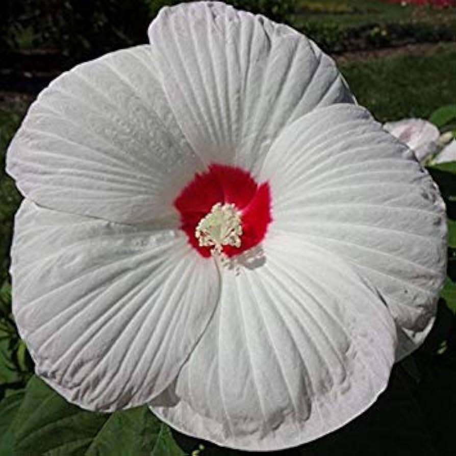 white hibiscus flower seeds