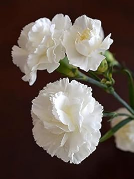 caryophyllus for flower seeds