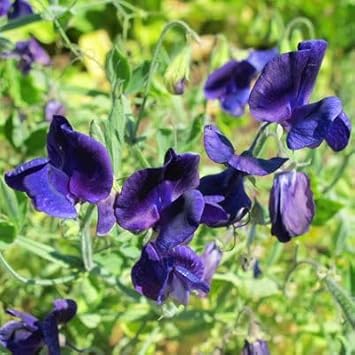Violet Sweet Pea Flower Seeds