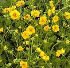 geum chiloense flower seeds