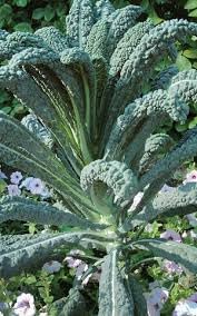 Toscano Giant Kale Seeds for Planting