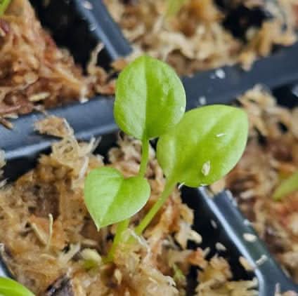 anthurium andraeanum flower seeds