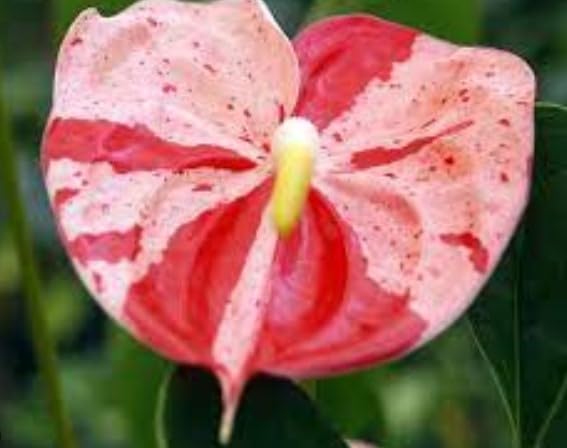 anthurium bonsai Anthurium Bonsai Seeds – Heirloom Non-GMO – Neeraseeds