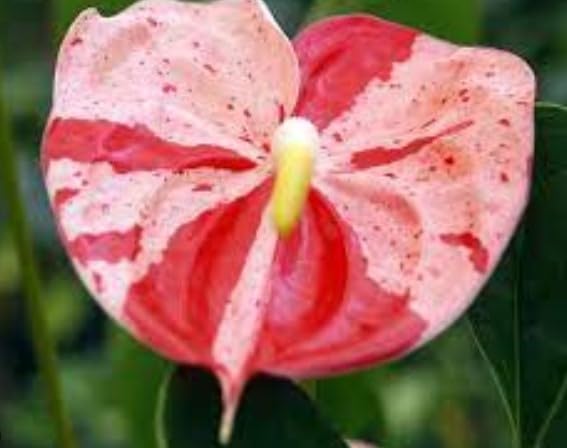 Anthurium Bonsai Blomsterfrø 1 til udplantning 100 stk