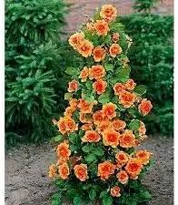 orange climbing flower seeds