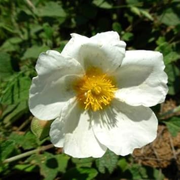 Flower Seeds, Seeds for Planting, Plant Seeds