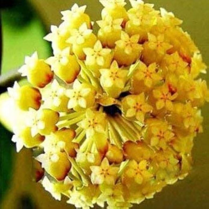 Dark Yellow Hoya Carnosa Flower Seeds for Planting 100 pcs