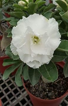 white organic flower seeds