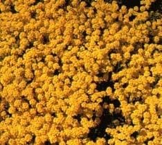 yellow aurinia flower seeds