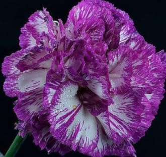 violet white flower seeds