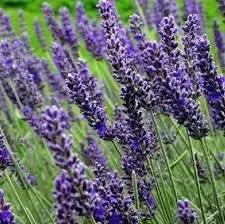 lavender munstead flower seeds