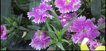 Violet Mix Dianthus Caryophyllus Flower Seeds for Planting