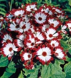 Flower Seeds, Seeds for Planting, Plant Seeds