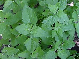 Green Catnip Plant Seeds for Planting-Pet-Friendly and Aromatic Gardens