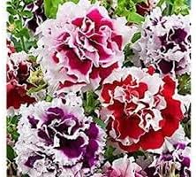 heirloom russian flower seeds