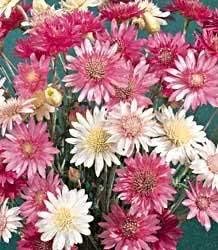 mixed xeranthemum flower seeds