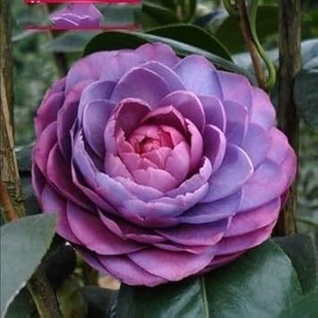 purple pink flower seeds
