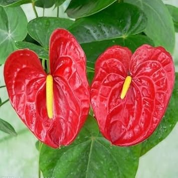 anthurium scherzerianum for sale Red Anthurium scherzerianum Flower Seeds for Planting