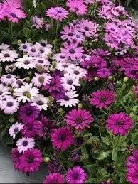 african marigold flower seeds