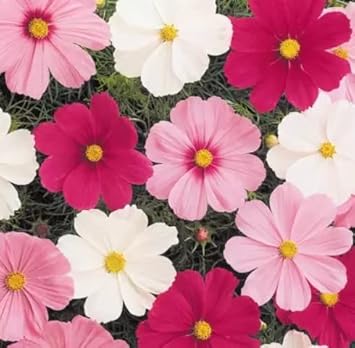 Mix Cosmos Flower Seeds for Planting – Vibrant, Non-GMO, Heirloom Seeds, High Germination, Organic Garden