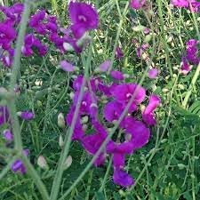 Flower Seeds, Seeds for Planting, Plant Seeds