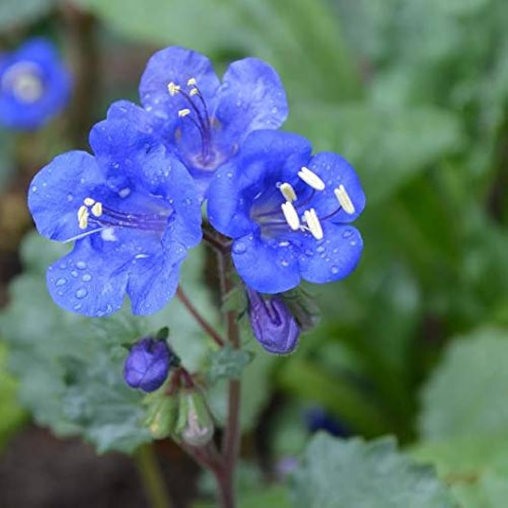 Blåklokke blomsterfrø til udplantning, friske, 100 stk