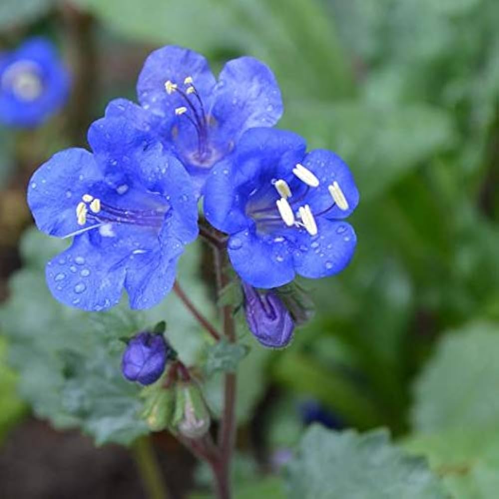 blue organic flower seeds