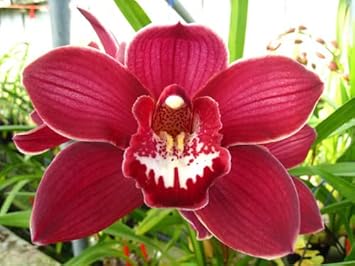 Flower Seeds, Seeds for Planting, Plant Seeds