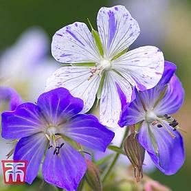 Flower Seeds, Seeds for Planting, Plant Seeds
