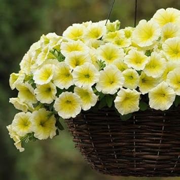 yellow white flower seeds