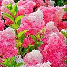 vanilla strawberry flower seeds