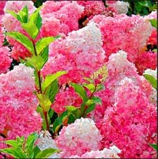 Vanilla Strawberry Hydrangea Flower Seeds for Planting