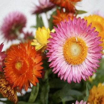strawflower heirloom flower seeds