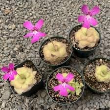Flower Seeds, Seeds for Planting, Plant Seeds