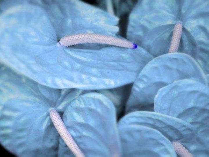 Sky Blue Anthurium Flower Seeds for Planting – Heirloom, Non-GMO, High Germination Tropical Garden Seeds