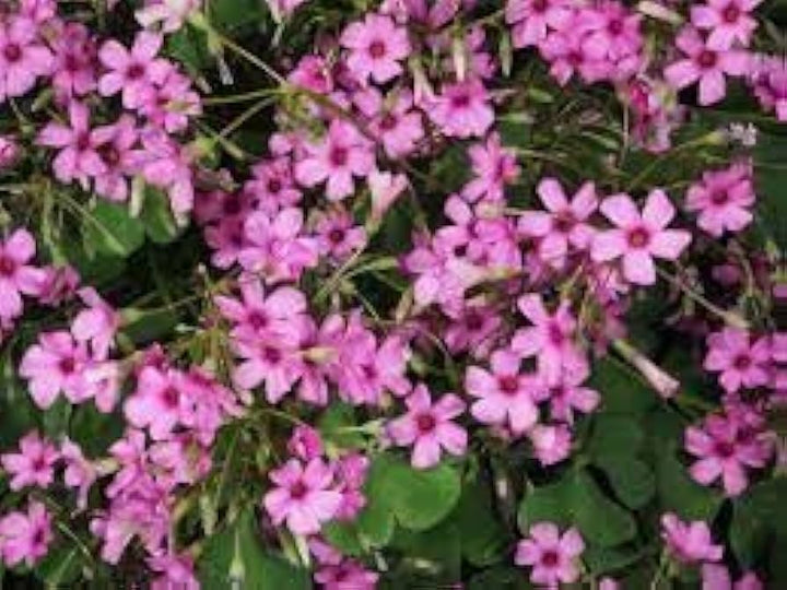 Oxalis Articulata blomsterfrø til udplantning - 100 stk