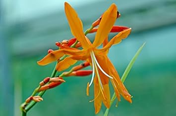 Flower Seeds, Seeds for Planting, Plant Seeds