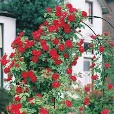 climbing rose flower seeds