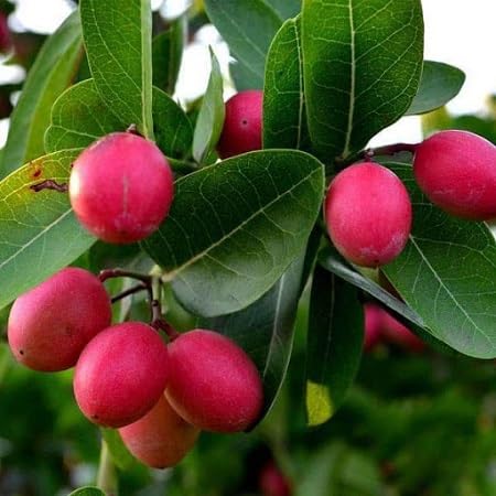 Carissa Carandas Lime Berry Fruit Seeds for Growing Tart Berries  100 pcs