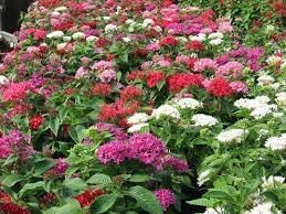 Flower Seeds, Seeds for Planting, Plant Seeds