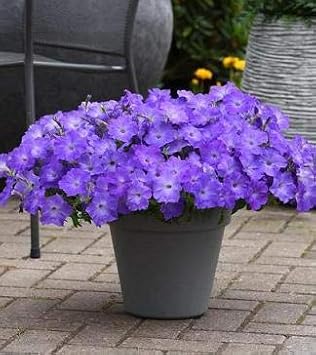 Light Lavender Hanging Petunia Seeds for Planting