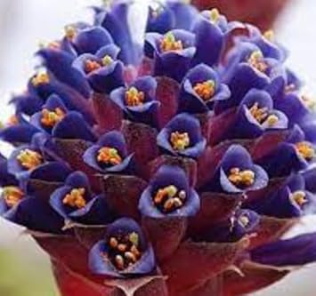 Flower Seeds, Seeds for Planting, Plant Seeds