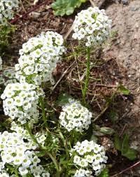 Flower Seeds, Seeds for Planting, Plant Seeds