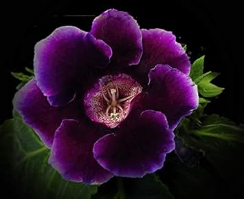 purple dark flower seeds