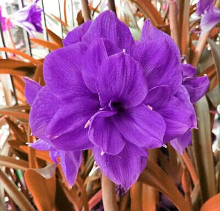 Purple Amaryllis Flower Seeds for Planting – Heirloom, Non-GMO, High Germination Bulbous Garden Seeds