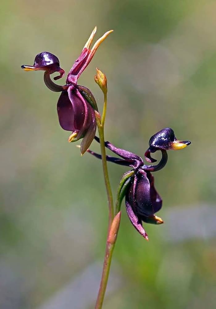 Heirloom Flying Duck Orchid Flower Seeds for Planting – Non-GMO Exotic Orchid Flower Seeds