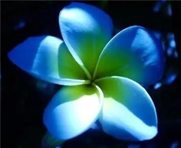plumeria flower flower seeds