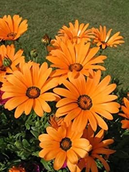 orange osteospermum flower seeds
