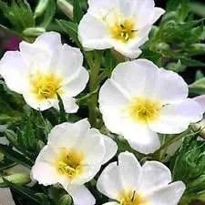 white evening flower seeds